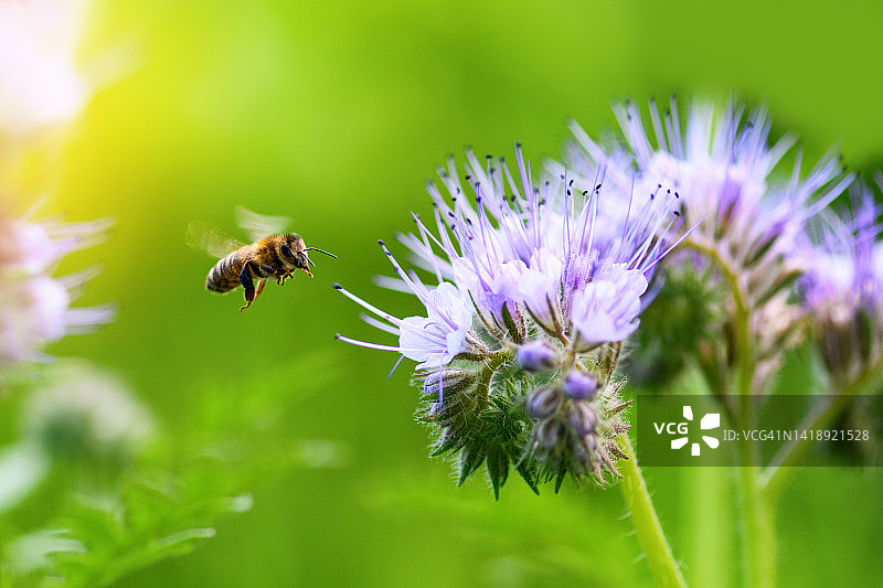 蜜蜂和花无齿。在一个阳光明媚的日子里，绿色的背景上，飞蜂在收集花粉。钟穗tanacetifolia(花边)。夏春背景图片素材