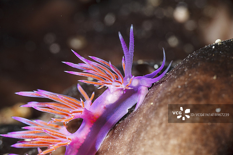 海洋生物裸鳃海蛞蝓水下美女水肺潜水员的观点图片素材