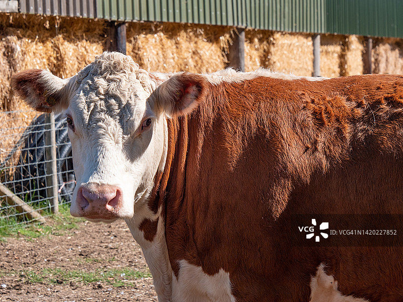在阳光明媚的农村农场环境下，自由放养的草地饲养的棕色奶牛的特写镜头。图片素材
