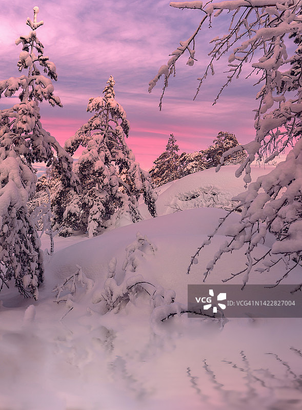 日出时，冬日森林里被雪覆盖的冻僵的树木。芬兰西南部。欧洲图片素材