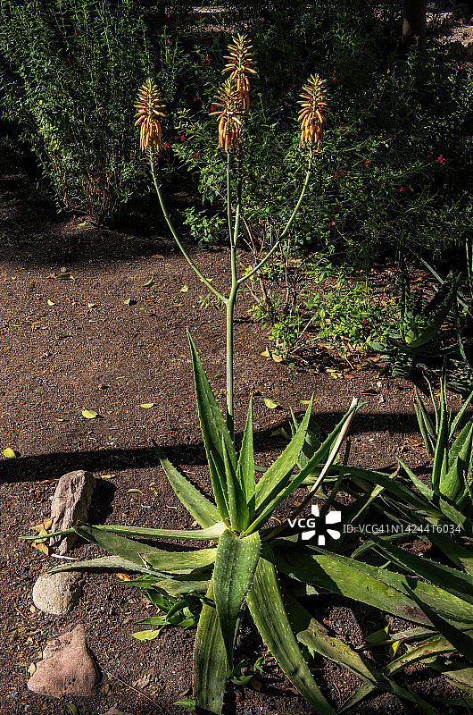 在花园里盛开的芦荟植物(Aloe vera var. chinensis，在西班牙语中通常被称为Sabila Amarilla，在英语中称为药用芦荟或中国芦荟)图片素材