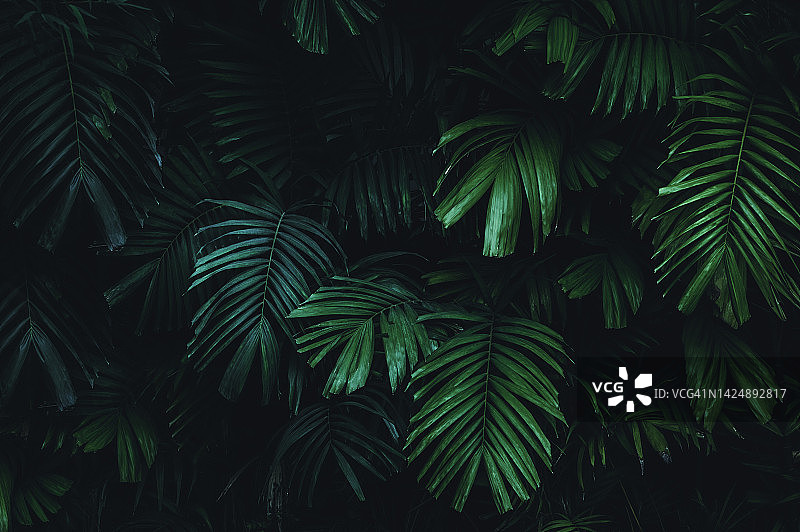 热带树叶，花园中抽象的绿叶纹理，自然背景图片素材
