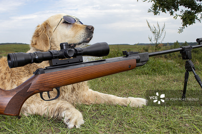 猎狗在狩猎。拿着猎枪的金毛猎犬图片素材