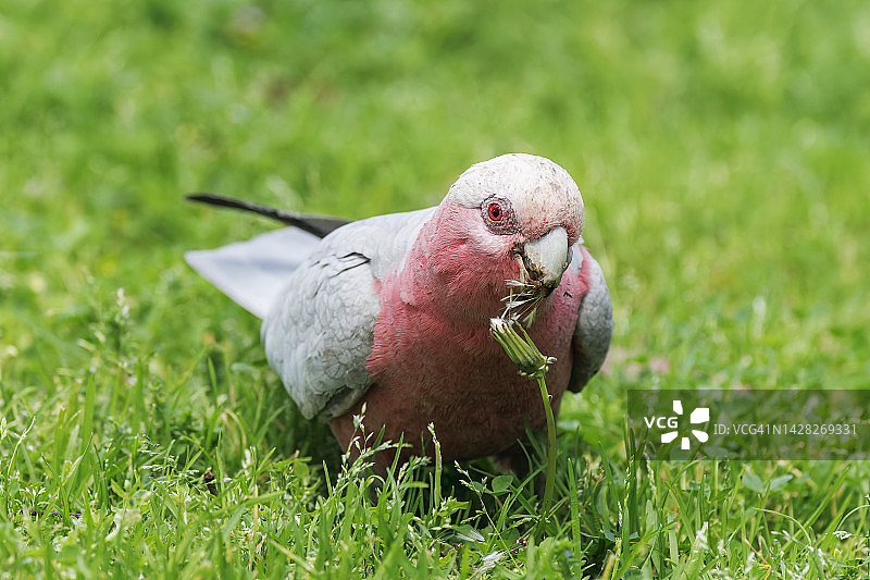 玫瑰胸鹦鹉在草地上图片素材