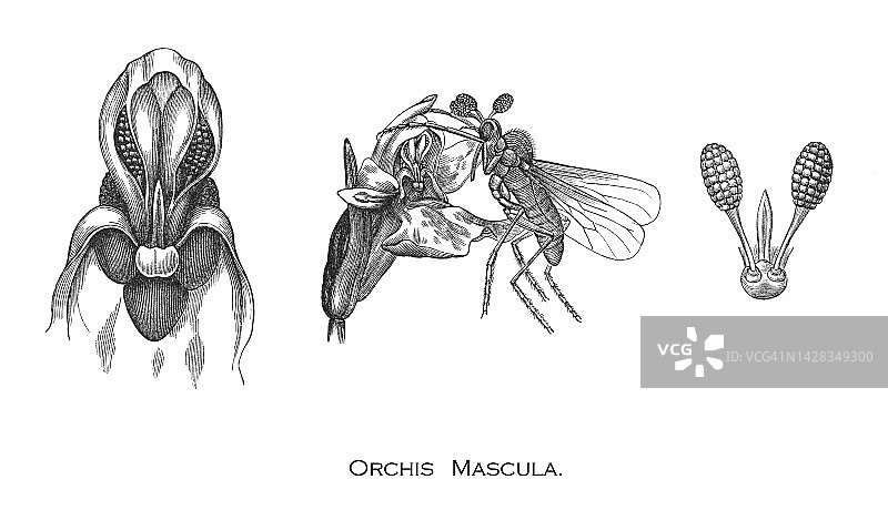 早紫兰花、早春兰花(orchis mascula)的古刻插图图片素材