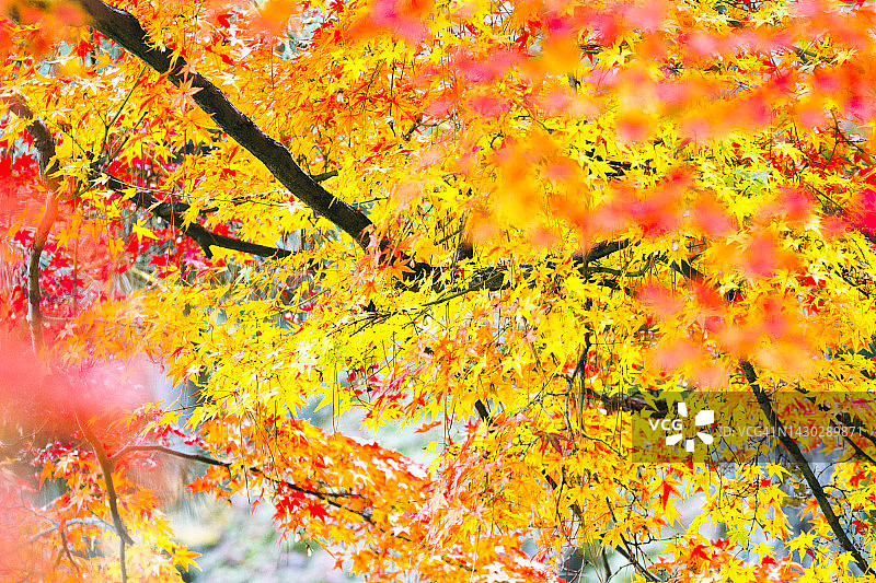 秋季日本枫叶图片素材