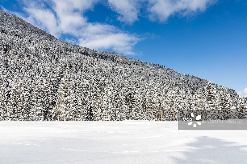 积雪覆盖的森林和土地的风景图片素材