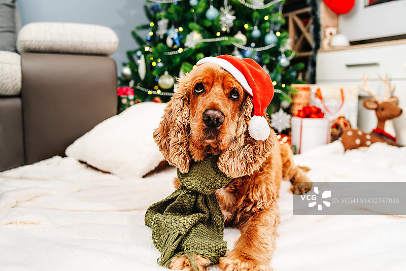 副本的空间。新年贺卡背景。一只红色的可卡犬戴着圣诞帽，围着绿色的围巾，背景是一棵圣诞树，上面放着小毯子上的礼物。图片素材