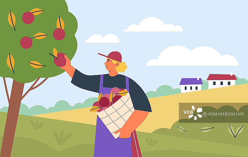 农民或园丁在果园的树上摘苹果平面矢量插图。图片素材