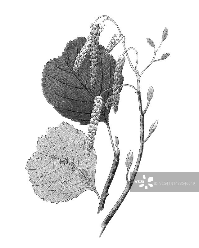 古老的植物学彩色印刷插图，普通桤木，黑桤木，欧洲桤木，欧洲黑桤木(Alnus glutinosa)图片素材