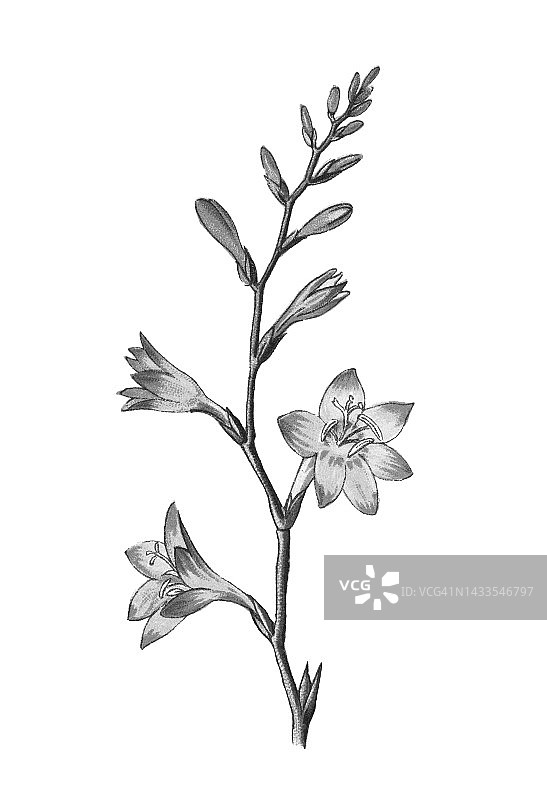 蒙特布雷西亚植物学(Crocosmia × crocosmiiflora)的旧彩色印刷插图图片素材