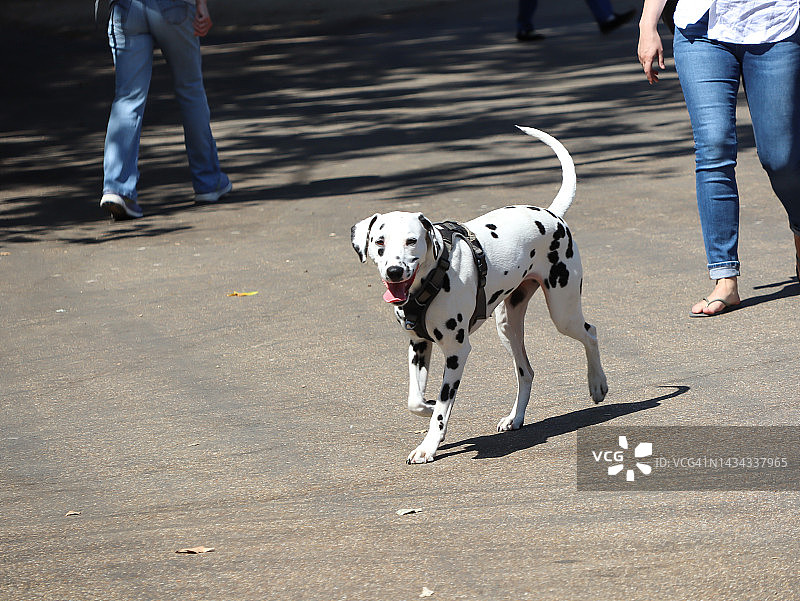 海德公园的斑点狗图片素材