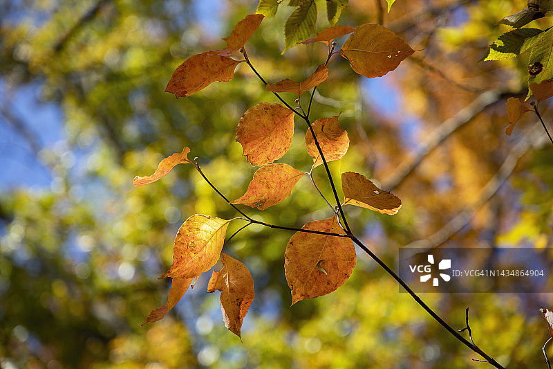 秋叶的颜色图片素材