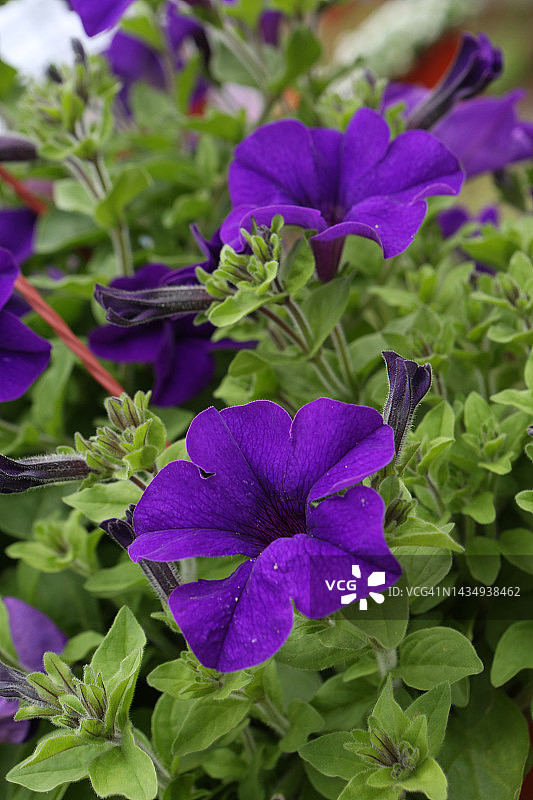 花园里的紫罗兰和紫色的花图片素材