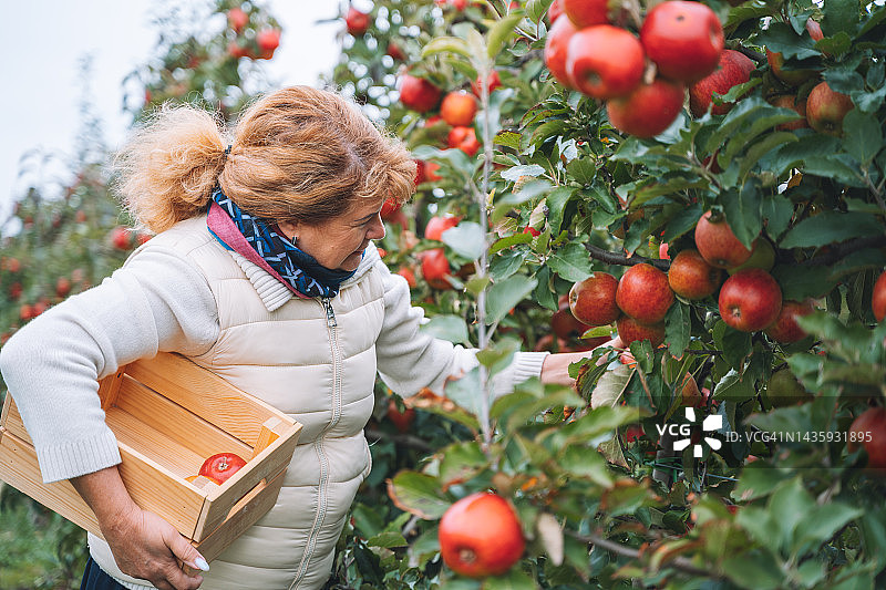 一名退休妇女在果园里用木盒采摘红色有机苹果图片素材