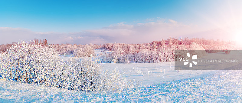 自然公园里白雪皑皑的树木全景图片素材