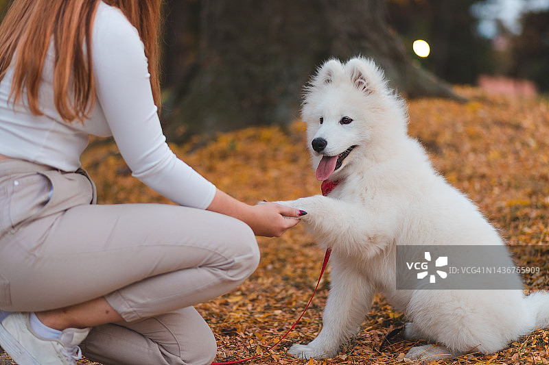 在公园里，一名年轻女子在教她的萨摩耶犬在户外伸伸爪子或摇一摇图片素材