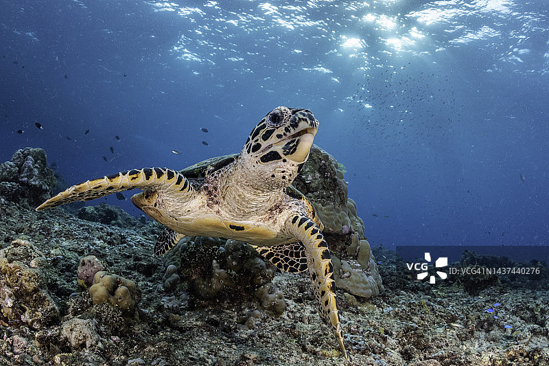 好奇的玳瑁龟游过珊瑚礁，金贝湾，巴布亚新几内亚。图片素材