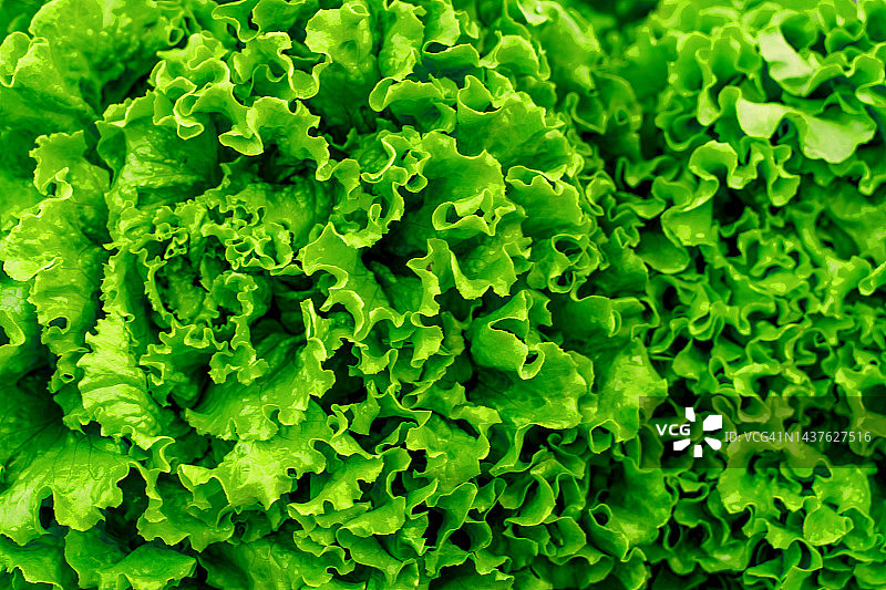 绿色沙拉特写，自然背景。图片素材