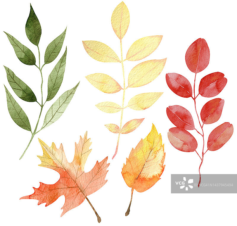水彩画一套五彩缤纷的秋叶。插图。手绘黄色、红色和橙色的树叶。图片素材