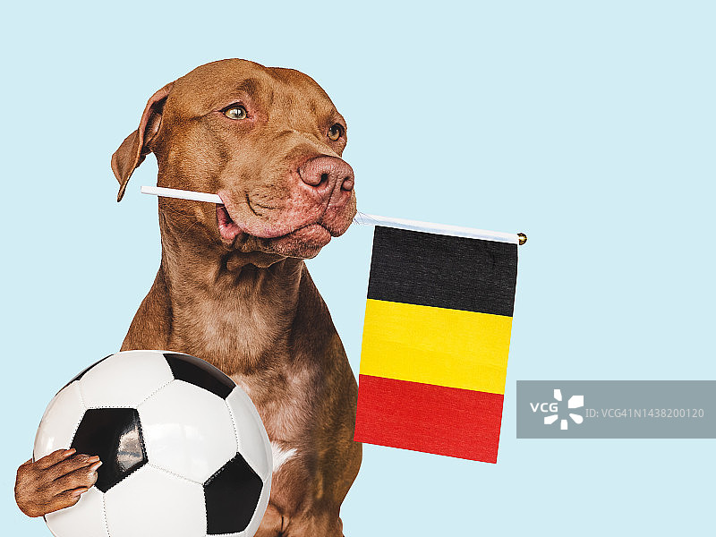 可爱可爱的小狗，举着比利时国旗图片素材