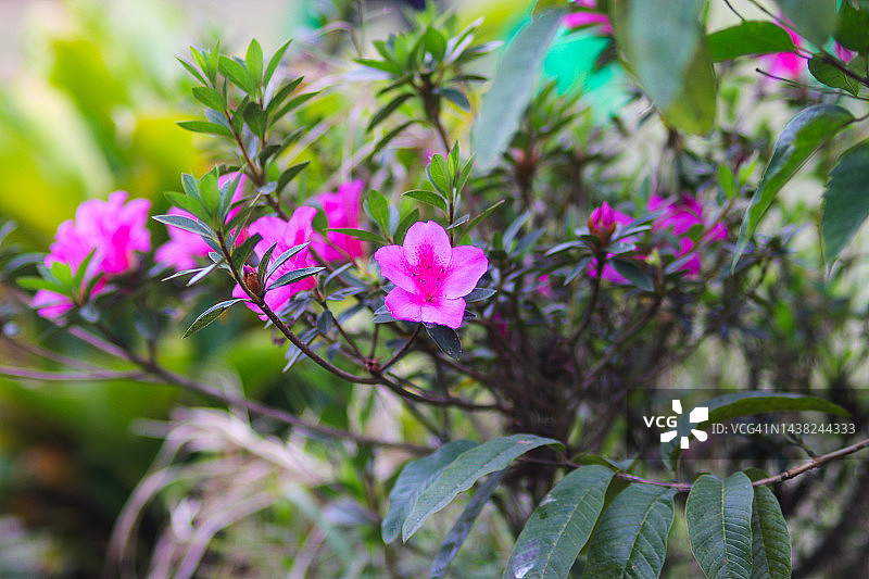 花园里的粉红色野花图片素材