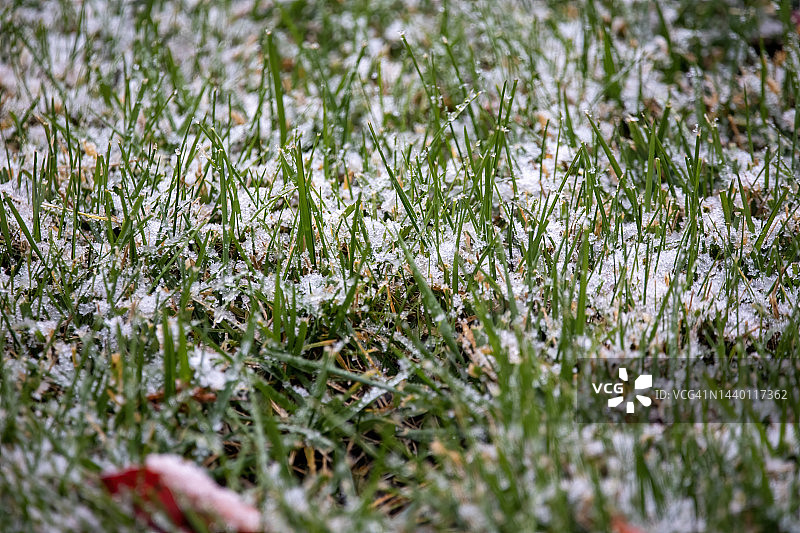 草坪上的初秋雪图片素材