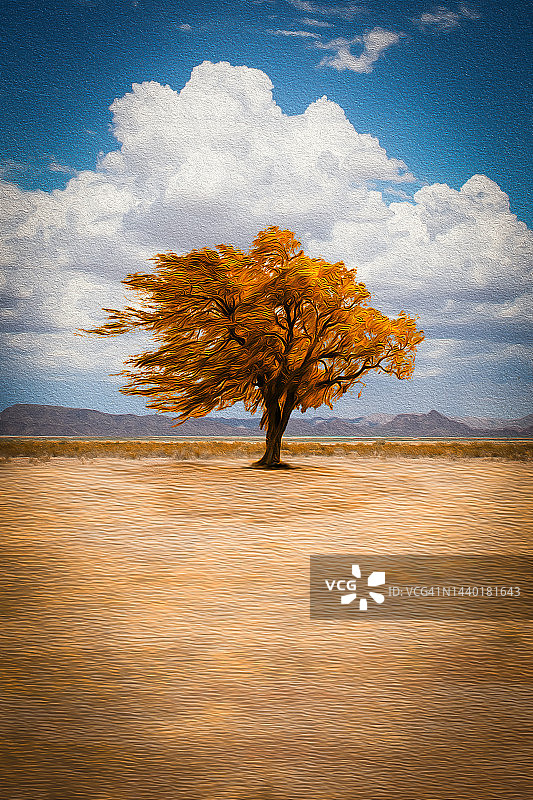 美国亚利桑那州新希望，秋天沙漠景观中的孤树图片素材