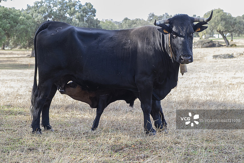 绿草地上的一头母牛和婴儿，一头小牛正在吮吸母亲的乳汁。图片素材