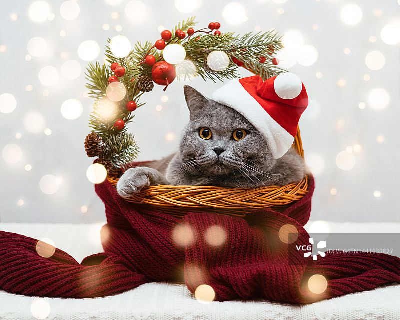 可爱的小猫正坐在篮子里，篮子里有圣诞装饰品和彩灯。戴着圣诞老人帽子的英国猫。新年。冬天的假期。图片素材