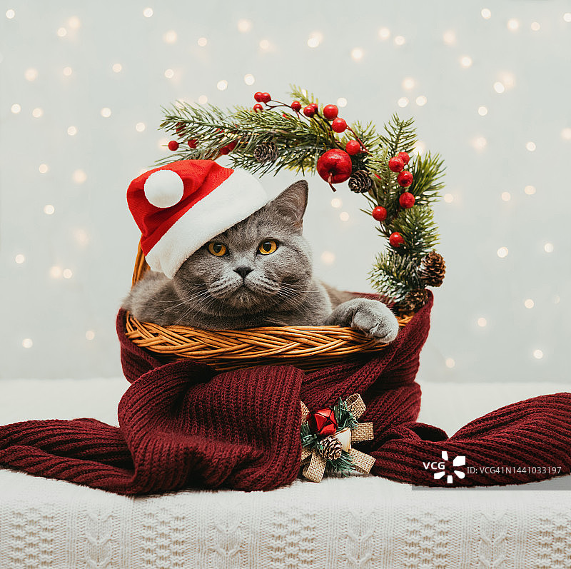 戴着圣诞帽的英国猫躺在带有节日装饰的圣诞篮子里。新年和冬季贺卡。图片素材