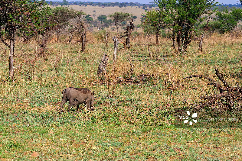 坦桑尼亚塞伦盖蒂国家公园草原上的普通疣猪(Phacochoerus africanus)图片素材