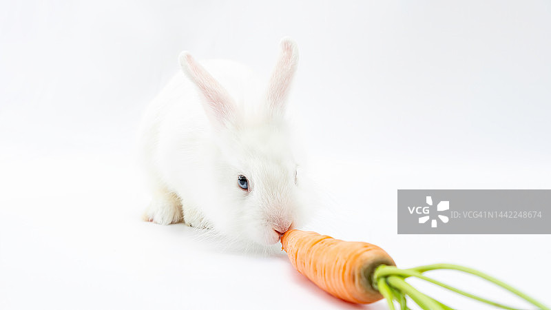 小白兔吃了一根胡萝卜。毛绒绒的侏儒兔与胡萝卜在白色背景上复制空间。家庭宠物啮齿动物吃蔬菜特写。图片素材