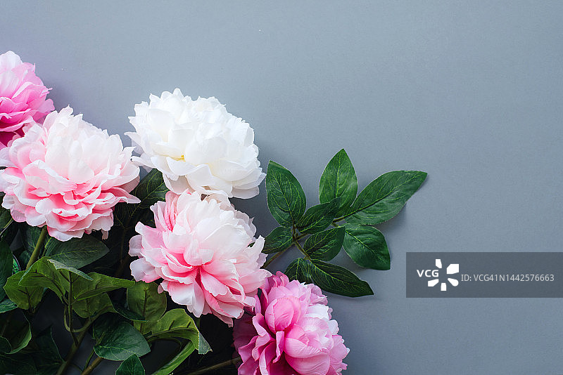 节日花卉背景与牡丹。美丽的花朵。贺卡。粉色背景上的白色和粉色牡丹。图片素材