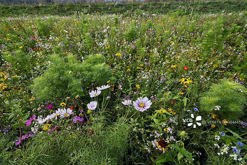 英国西约克郡田野里的野花图片素材