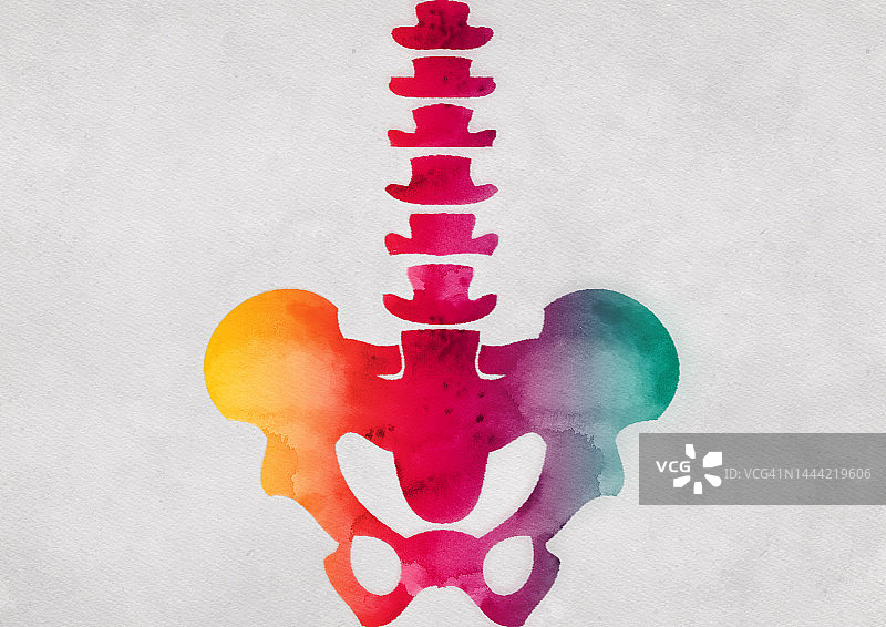用彩色水彩画的人体骨盆和骨骼图片素材