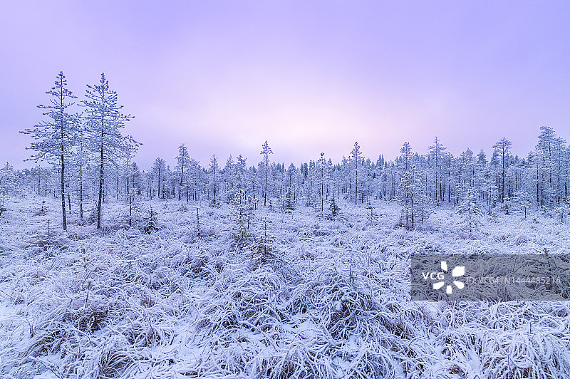 芬兰拉普兰的森林和草地被雪覆盖图片素材