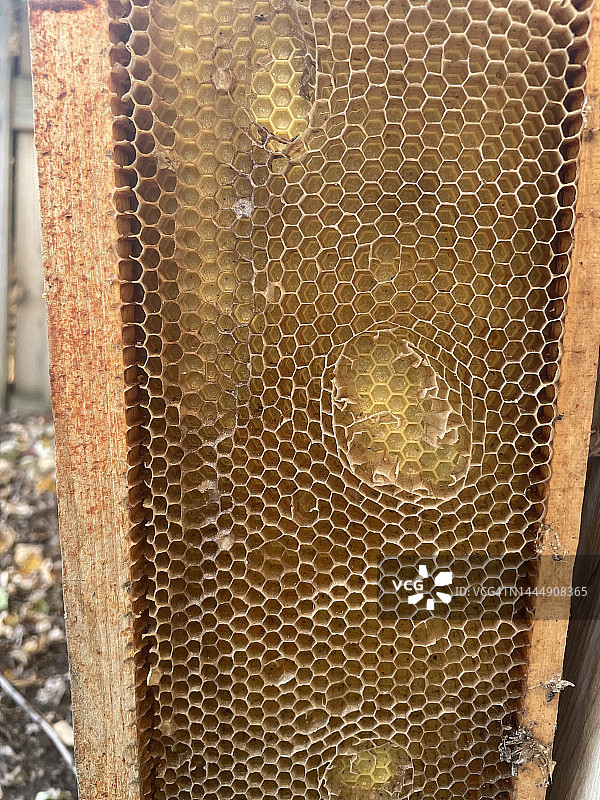 带蜂窝的蜂巢框架图片素材