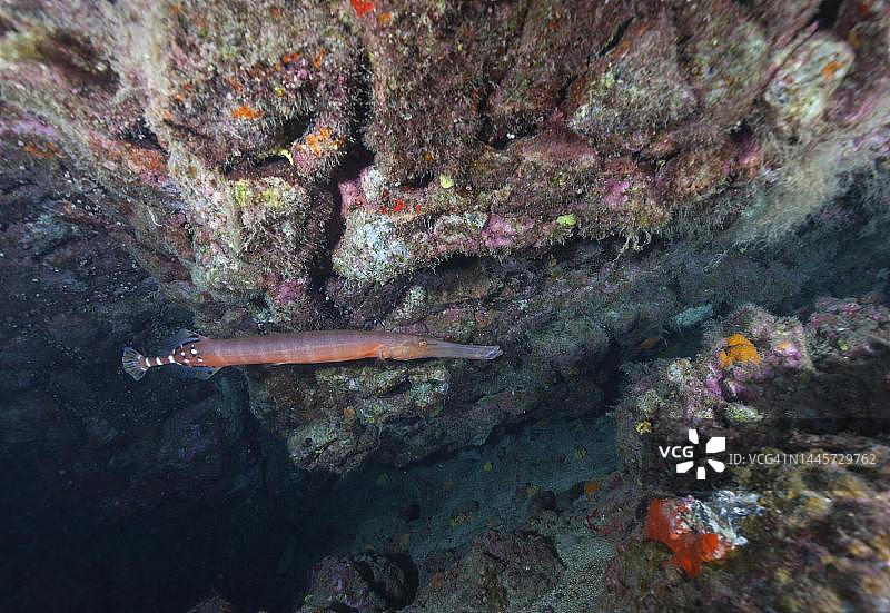 大西洋角鱼(大西洋角鱼)，兰萨罗特岛。西班牙加那利群岛图片素材