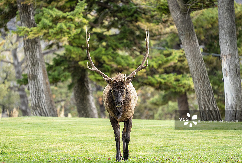 公牛麋鹿走向照相机，黄石国家公园图片素材