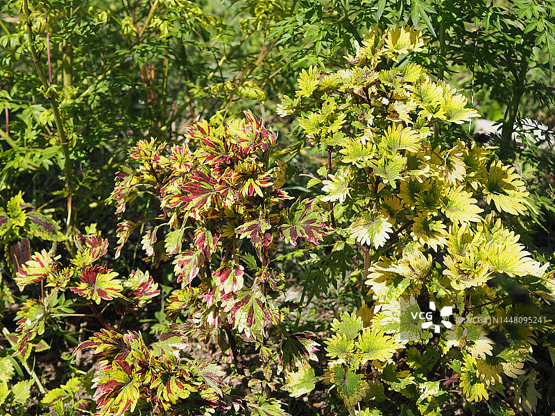在花园自然的背景下生长着许多颜色的叶子图片素材