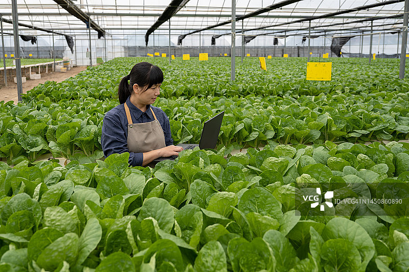 有机蔬菜温室里的女农学家图片素材