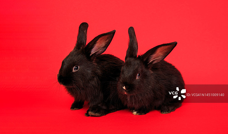 特写两个可爱的黑兔子孤立在红色背景。婴儿的动物。农场。小兔子。圣诞贺卡。一对动物。爱。情人节假期。复活节和中国历法的象征图片素材