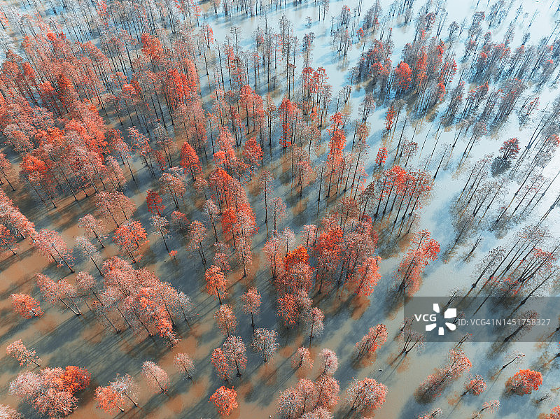 冬季水杉林的鸟瞰图图片素材