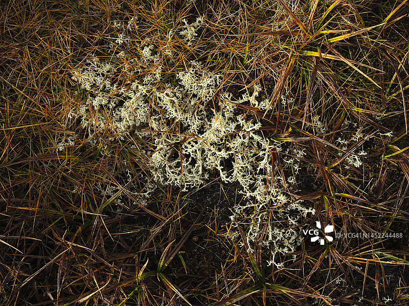 与草和野生植物一起生长的冰岛苔藓图片素材