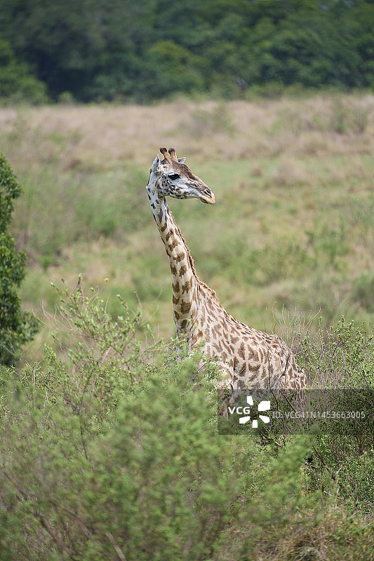 非洲肯尼亚马赛马拉国家保护区，马赛长颈鹿，骆驼长颈鹿图片素材