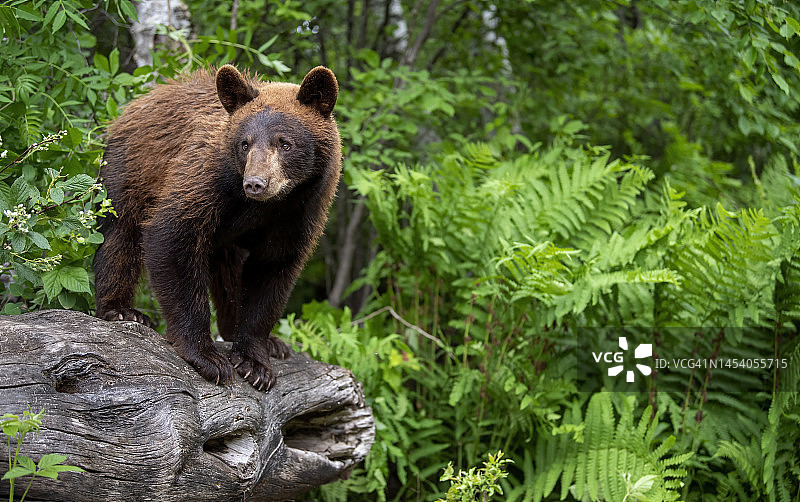 黑熊在美国明尼苏达州图片素材
