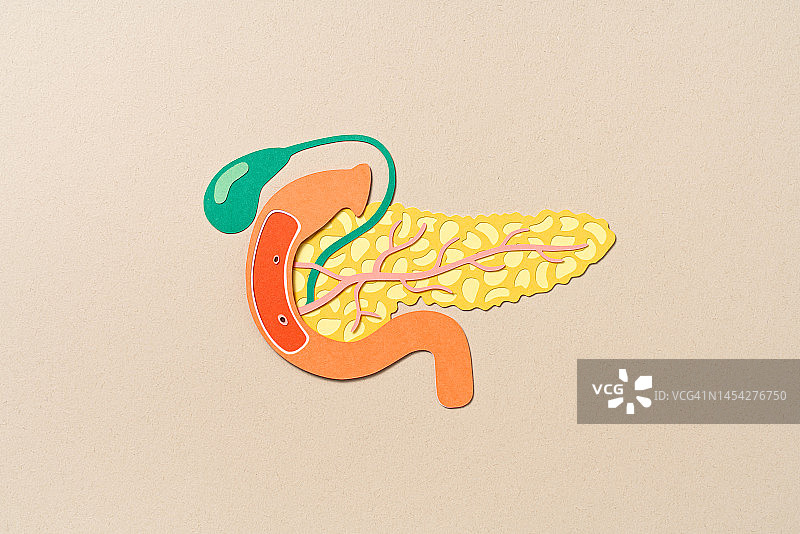 人体胰腺与胆囊内部解剖纸工艺图片素材