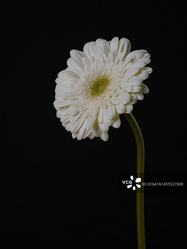白色非洲菊雏菊花孤立在黑色背景图片素材