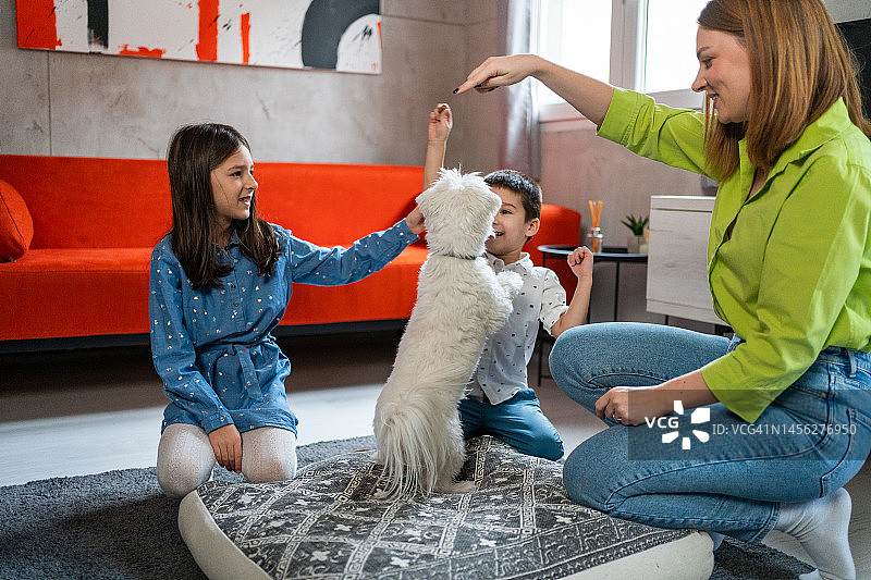 家庭有乐趣与马耳他狗在客厅在家里图片素材